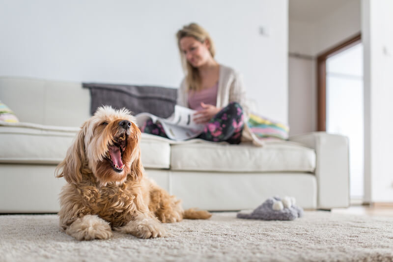 Dog on carpet